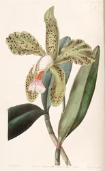Cattleya granulosa